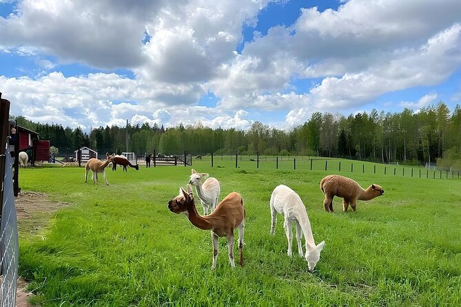PRIVATE Alpaca Guided Forest Walk + Feeding Helsinki - Who should book this alpaca guided forest walk?