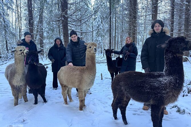 PRIVATE Alpaca Guided Forest Walk + Feeding Helsinki - Weather and comfort: the one big variable