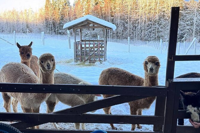 PRIVATE Alpaca Guided Forest Walk + Feeding Helsinki - Getting there: door-to-door pickup to Klaukkala