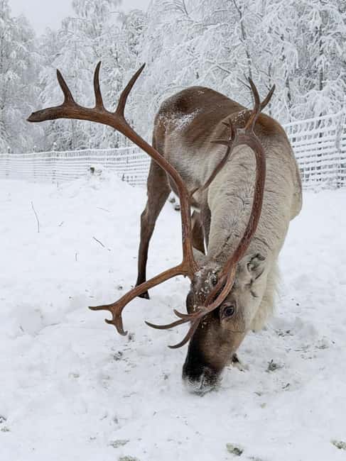 Private and authentic reindeer experience in homefarm - Key things you’ll notice fast
