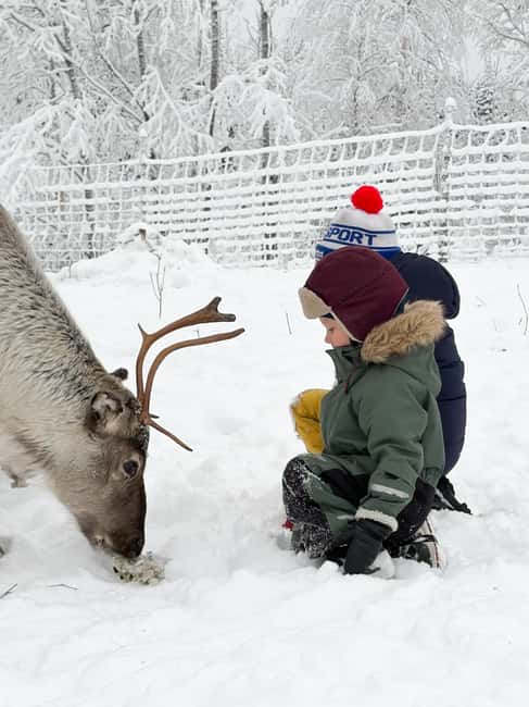 Private and authentic reindeer experience in homefarm - Entering the reindeer enclosure, then staying present