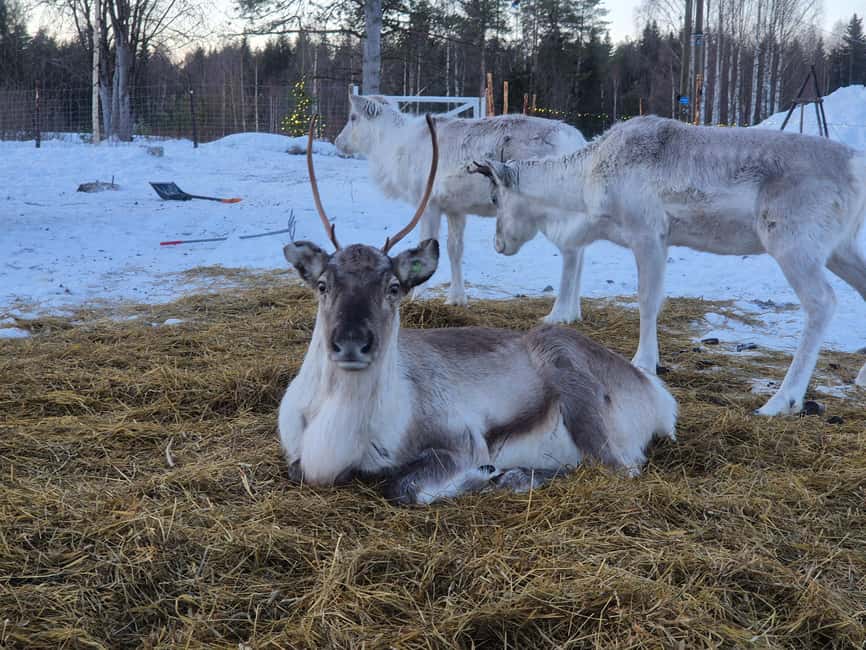 Private and authentic reindeer experience in homefarm - The fire, hot drinks, and the cozy pause inside the pen