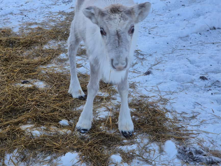 Private and authentic reindeer experience in homefarm - Timing, small-group flow, and how it stays unhurried