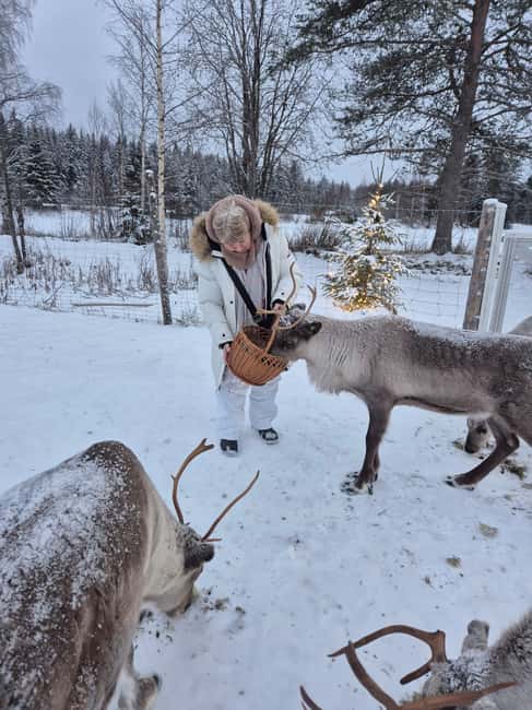 Private and authentic reindeer experience in homefarm - Hand-feeding nutrient-rich lichen from the forest