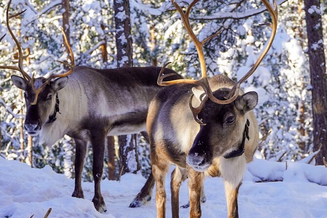 PRIVATE Authentic Reindeer Experience Helsinki - Key highlights you will feel right away
