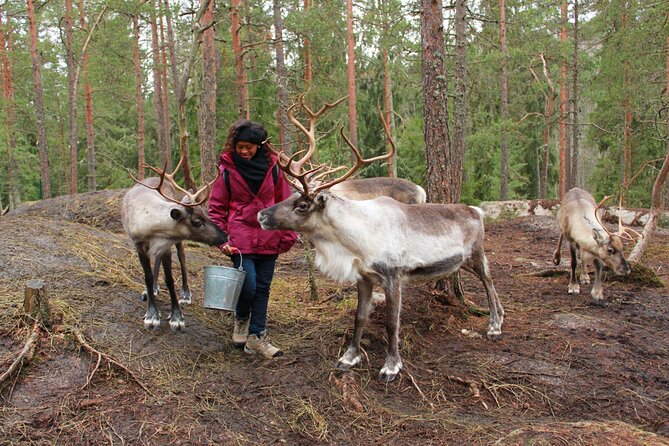 PRIVATE Authentic Reindeer Experience Helsinki - The guide part you will remember: local tips, thoughtful talk, and flexibility