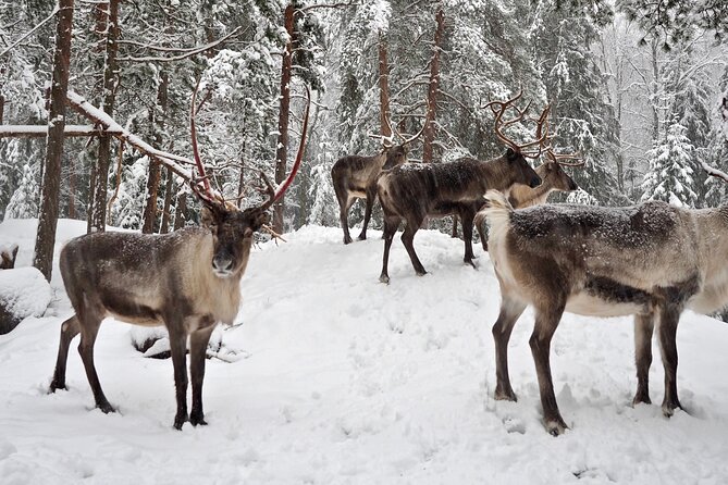 PRIVATE Authentic Reindeer Experience Helsinki - Time, comfort, and what to plan for in cold-weather Helsinki