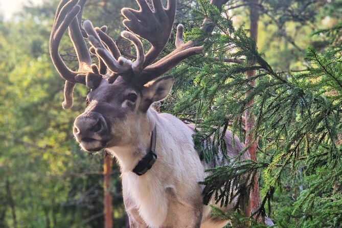 PRIVATE Authentic Reindeer Experience Helsinki - Price and value: what your $330.42 per person is really buying