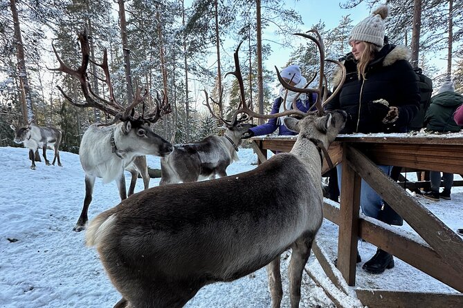 PRIVATE Authentic Reindeer Experience Helsinki - Nuuksio National Park reindeer park: feeding lichen and learning the real story
