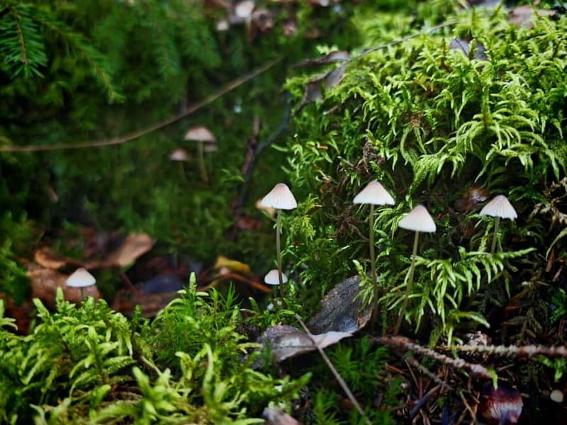 Private Forest Mind Tour in Tampere - Who should book this, and who should skip it