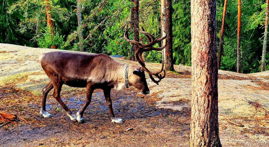 PRIVATE Reindeer Park Adventure by VIP Car - Door-to-door VIP pickup into Nuuksio National Park
