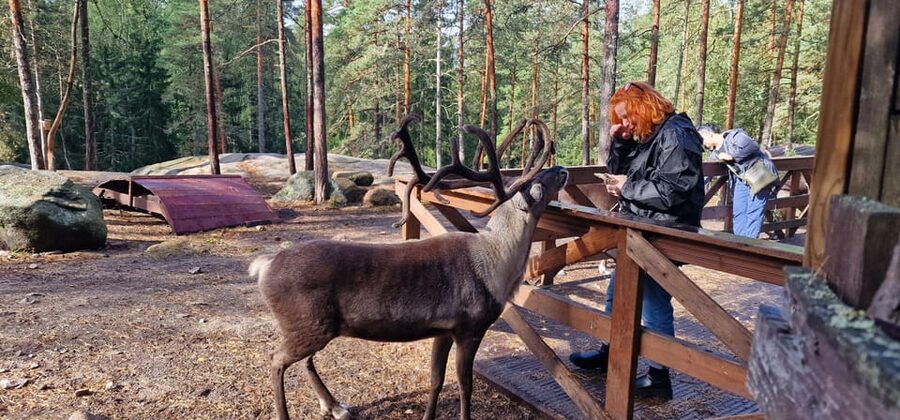 PRIVATE Reindeer Park Adventure by VIP Car - The quiet forest feeling you’re really paying for