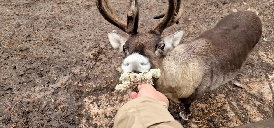 PRIVATE Reindeer Park Adventure by VIP Car - Timing and the 3-hour flow, including the one tradeoff