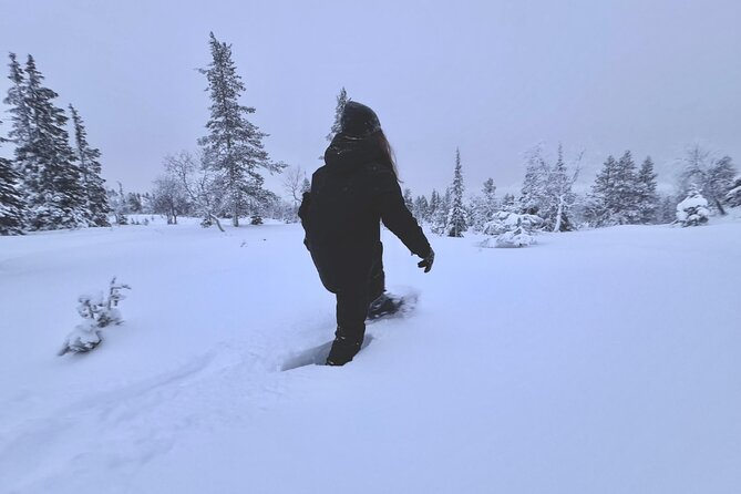Private: Snowshoeing Safari in spectacular National Park - Key highlights worth planning for