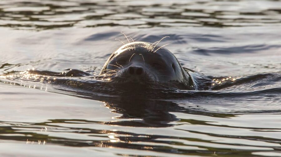 Puumala: Lake Saimaa Seal Watching Cruise - Puumala and the Saimaa seal, what makes this cruise worth your time