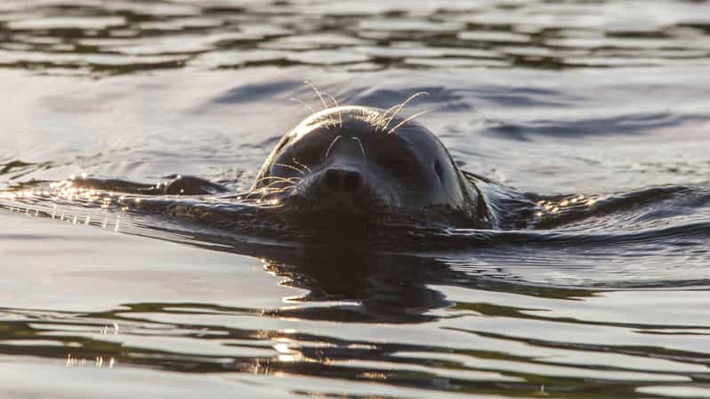 Puumala: Lake Saimaa Seal Watching Cruise - What the electric eco-boat feels like on Lake Saimaa