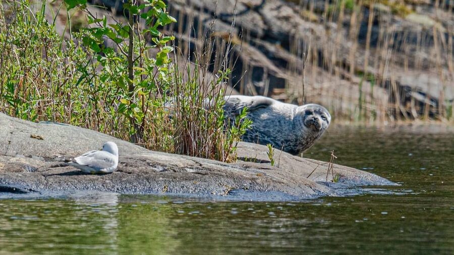 Puumala: Lake Saimaa Seal Watching Cruise - Season playbook: when seals are most visible
