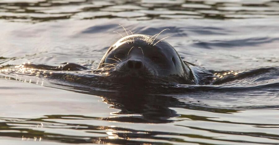 Puumala: Lake Saimaa Seal Watching Cruise - Who should book this cruise, and who should skip it