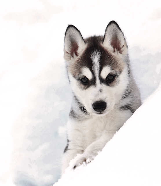 Pyhätunturi: Husky safari 5km including a farm visit - Key points you should know before you go