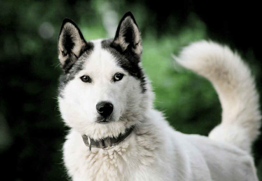 Pyhätunturi: Husky safari 5km including a farm visit - Pyhä Husky Farm in Lapland: meeting real race huskies up close