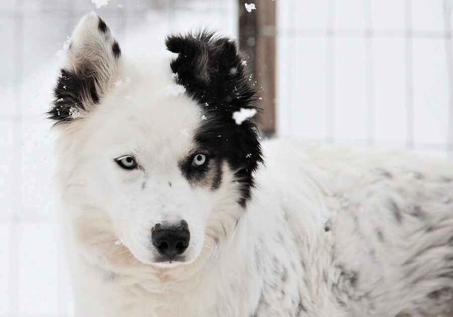 Pyhätunturi: Husky safari 5km including a farm visit - The musher rules: who drives the sled and how switching works