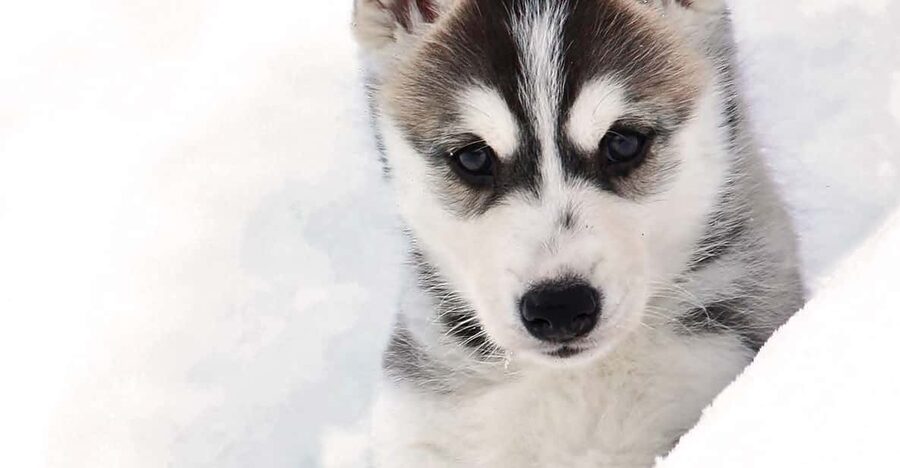 Pyhätunturi: Husky safari 5km including a farm visit - Safety and body limits you should not ignore