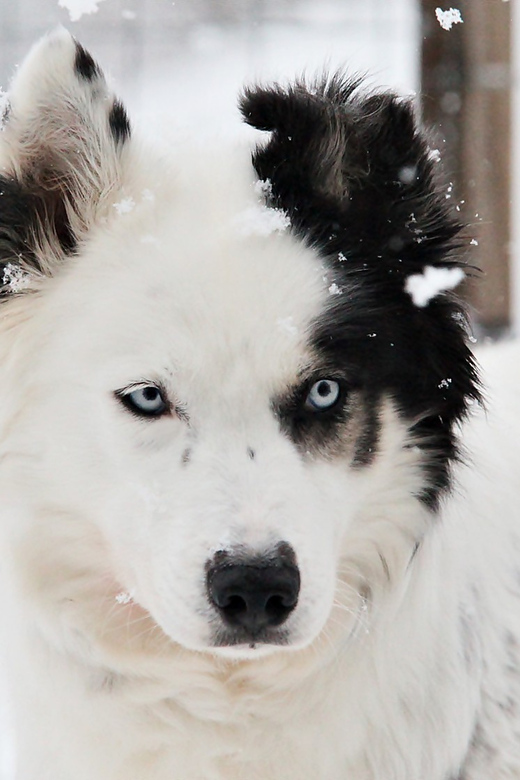 Pyhätunturi: Husky safari 5km including a farm visit - Price and value at $165 per person, and when it feels worth it