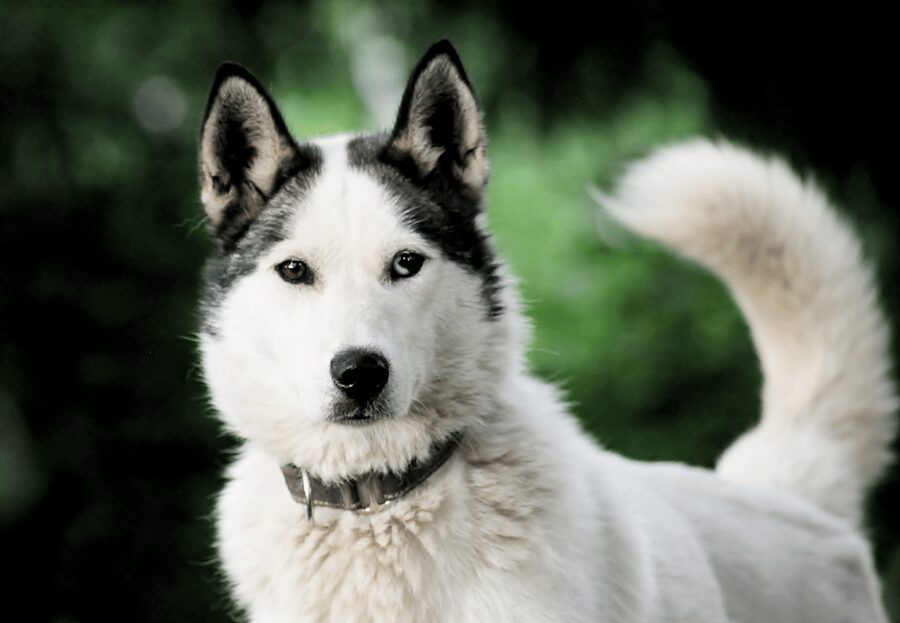 Pyhätunturi: Husky safari 5km including a farm visit - Who should book this husky safari, and who should skip it