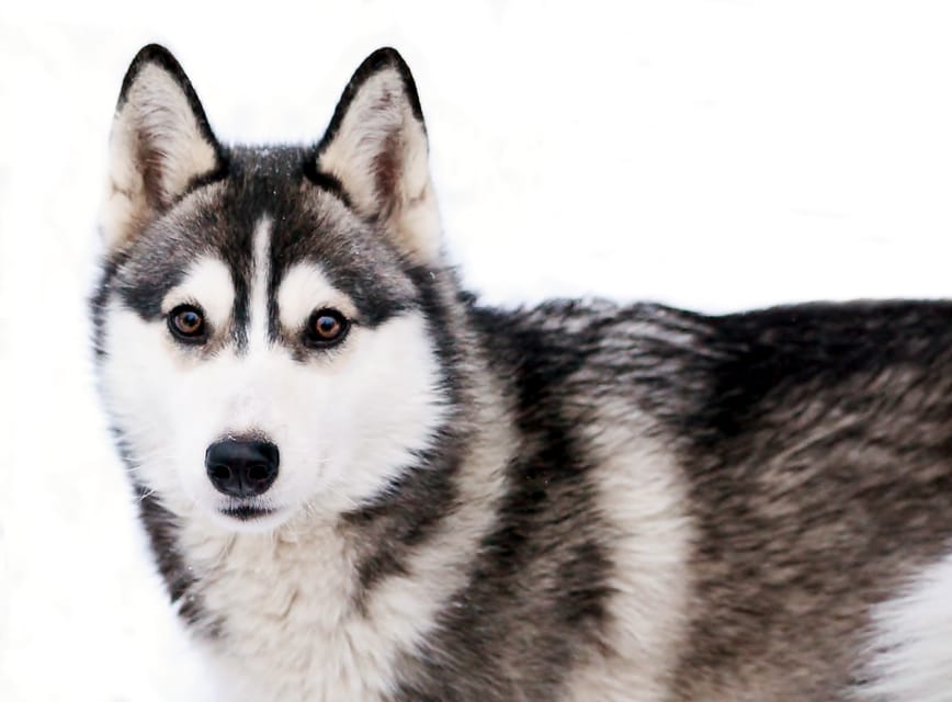 Pyhätunturi: Husky safari 5km including a farm visit - Your 1.5 hour timing, meet-up, and how the 4-5 km safari feels