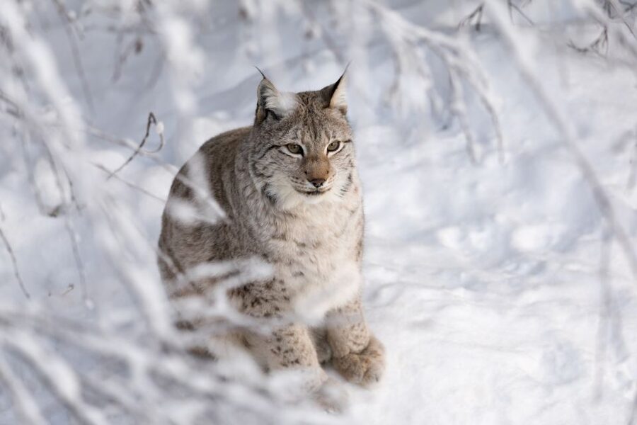 Ranua Wildlife Park Day: Visit the Arctic Animals - Key things to know before you go to Ranua Wildlife Park