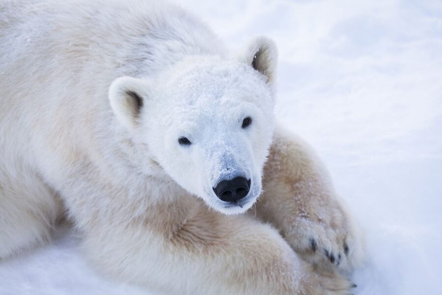 Ranua Wildlife Park Day: Visit the Arctic Animals - Getting picked up in Rovaniemi, then riding to Ranua in comfort