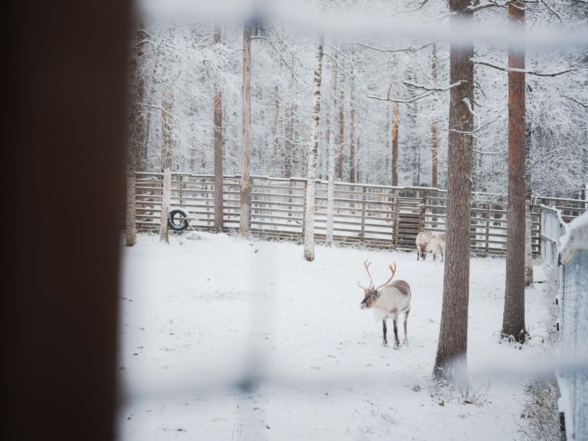 Ranua Wildlife Park Day: Visit the Arctic Animals - The guided tour plus free time: how the pacing really works