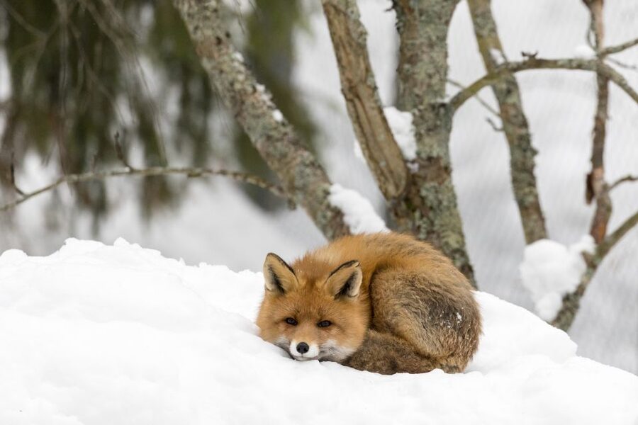 Ranua Wildlife Park Day: Visit the Arctic Animals - Enclosures that mimic nature, plus what your guide will explain