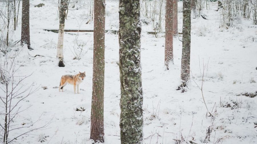 Ranua Wildlife Park Day: Visit the Arctic Animals - Winter clothes included: what you save and what you should still wear