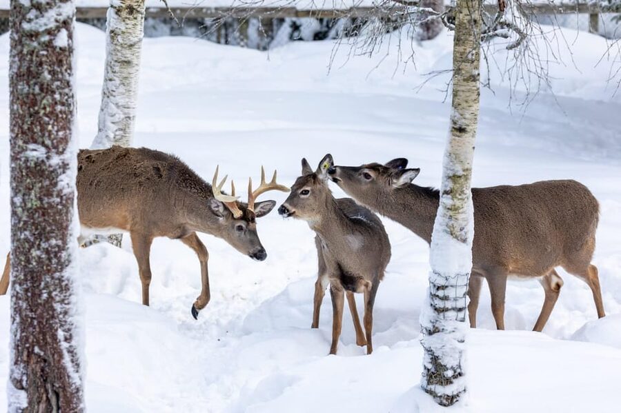 Ranua: Wildlife Park Entrance Ticket - Key highlights worth planning for