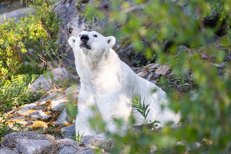 Ranua: Wildlife Park Entrance Ticket - Polar bear expectations, and why the other animals matter more