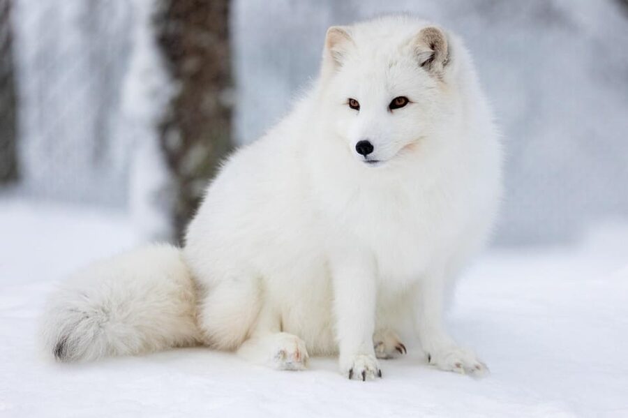 Ranua: Wildlife Park Entrance Ticket - Seasonal rhythm in Lapland: winter calm, summer clarity, and year-round variety