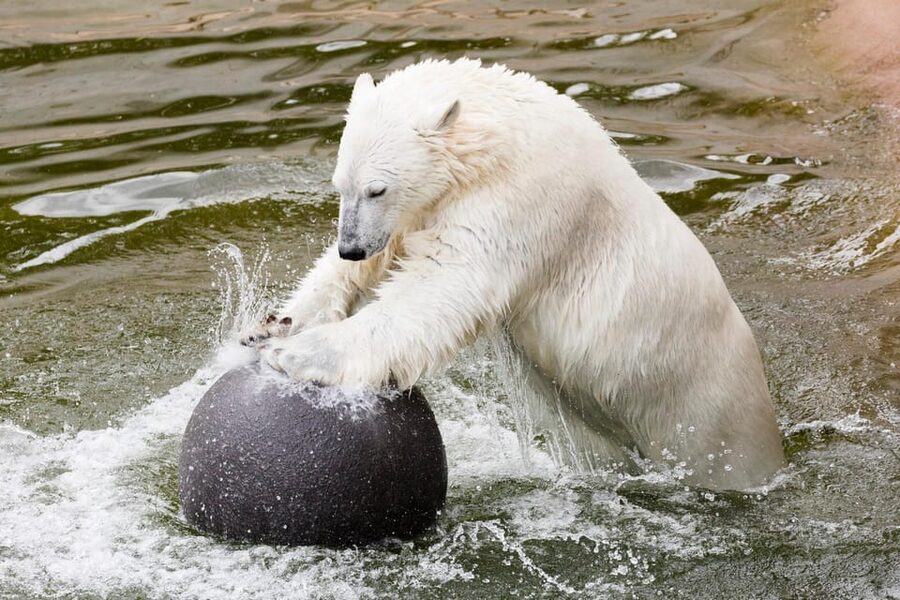 Ranua: Wildlife Park Entrance Ticket - Food and lunch ideas, including Ranua Resort buffet value