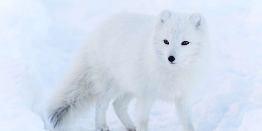 Ranua: Wildlife Park Experience with Buffet Lunch - Ranua Wildlife Park in Lapland: why this half-day works