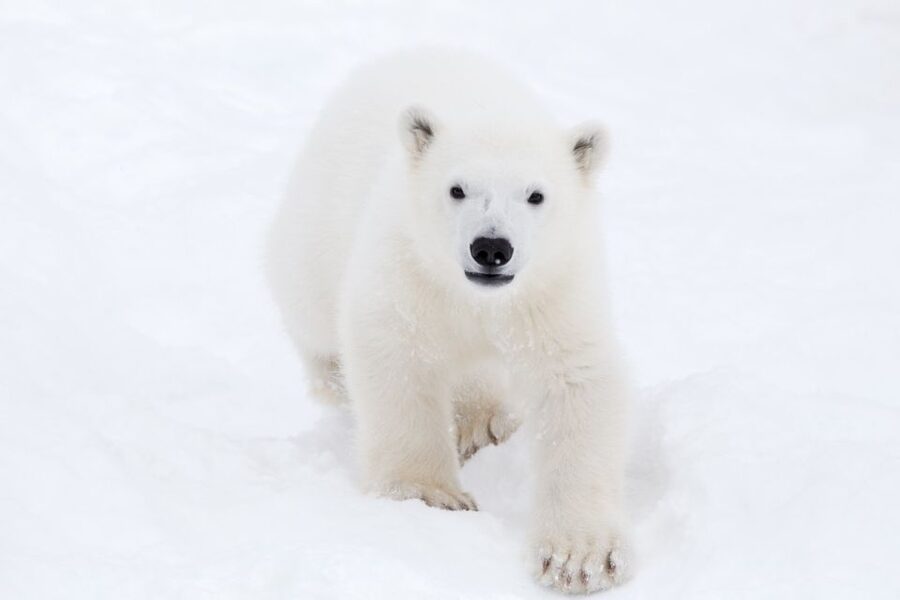 Ranua: Wildlife Park Experience with Buffet Lunch - Spotting 200 Arctic specimens: what the guide experience adds