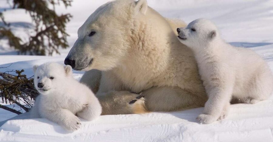 Ranua: Wildlife Park Experience with Buffet Lunch - Winter gear: thermal overalls and snowboots, and why it matters fast