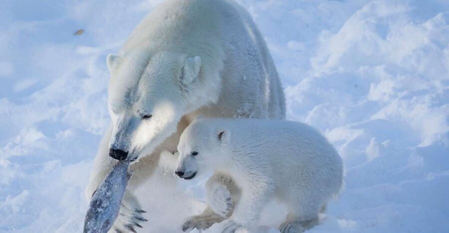 Ranua Wildlife Park Guided Tour from Rovaniemi, With Lunch - FAQ