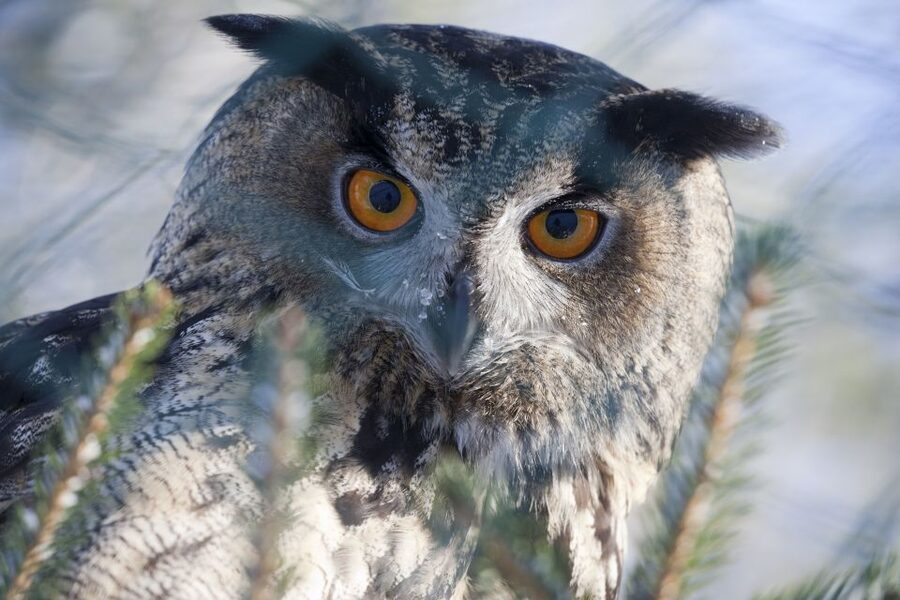 Ranua Wildlife Park Guided Tour from Rovaniemi, With Lunch - The 5-Hour Flow: Pickup, Drive, Zoo Walk, and Lunch