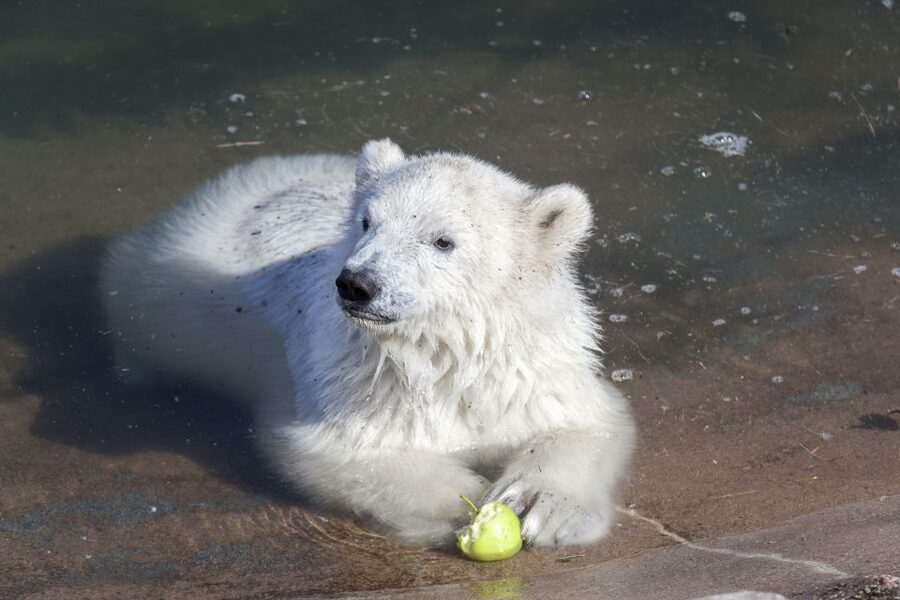 Ranua Wildlife Park Guided Tour from Rovaniemi, With Lunch - Guide Power: What You Gain from English Explanations