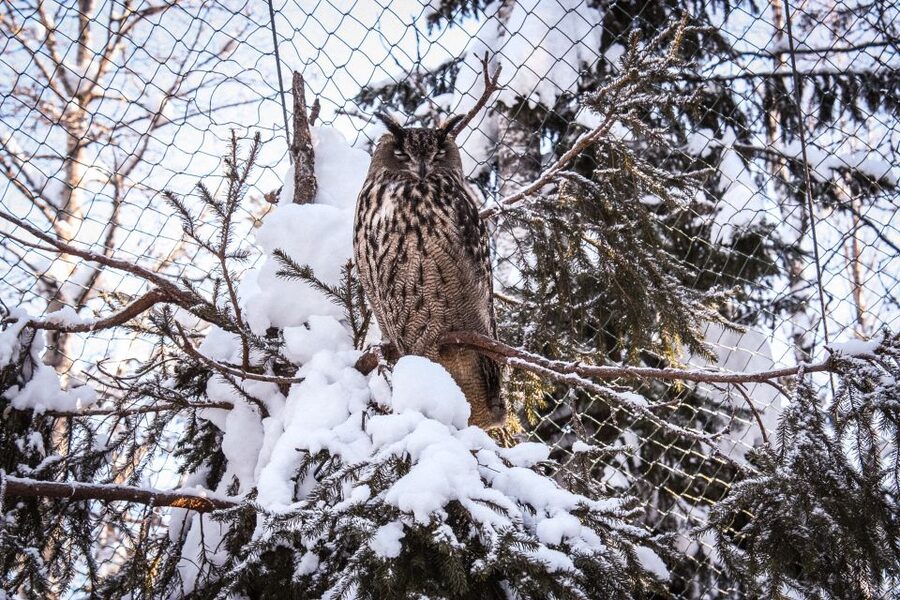 Ranua Wildlife Park Guided Tour from Rovaniemi, With Lunch - Lunch and the Fazer Stop: A Warm Break in the Cold