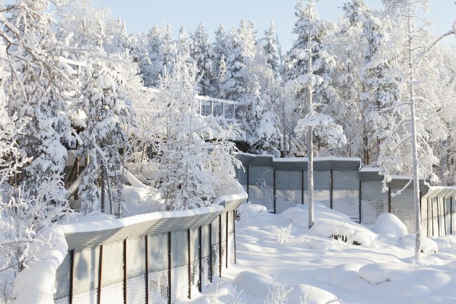 Ranua Wildlife Park Guided Tour from Rovaniemi, With Lunch - Price and Value at About $170: What You Are Paying For