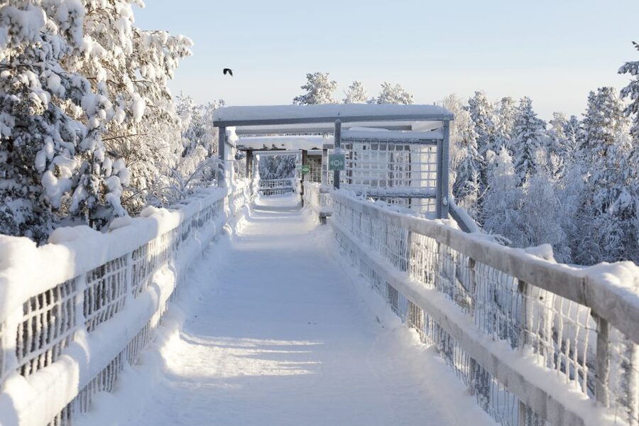Ranua Wildlife Park Guided Tour from Rovaniemi, With Lunch - What to Pack and How to Avoid the Usual Cold-Weather Mistakes