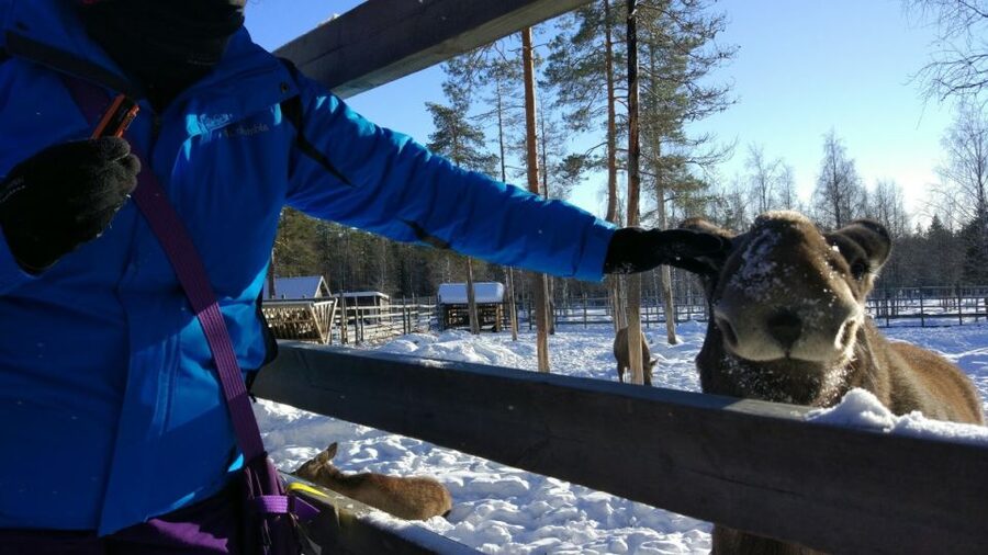 Ranua Wildlife Park Guided Tour from Rovaniemi, With Lunch - Who This 5-Hour Trip Works For (and Who It Does Not)