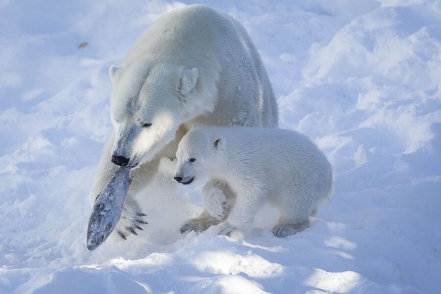 Ranua Wildlife Park Guided Tour from Rovaniemi, With Lunch - Should You Book This Guided Ranua Tour?