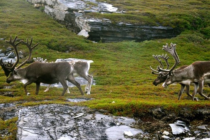 Ranua Zoo and BBQ - Ranua Zoo in the Arctic, the real reason this is worth your time